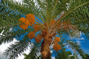 Date palm