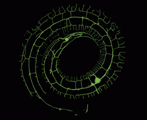 Dendrites often have an elaborate branched morphology important for receiving information from other cells or the environment. Recently, RNA-binding proteins have been implicated in the regulation of dendrite development. Antonacci et al. performed a candidate genetic screen for RNA-binding proteins that regulate dendrite morphogenesis in the multidendritic PVD sensory neuron (green) in Caenorhabditis elegans. The authors identify 12 genes that code for RNA-binding proteins important for dendrite development. Importantly, orthologs of these proteins have previously been implicated in dendrite development in Drosophila, and human orthologs are expressed in the brain, suggesting that they may regulate dendrites in humans as well. Image credit: Eugenia Olesnicky.