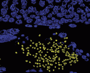 The hermaphroditic C. elegans germline generates sperm during larval development, followed by oogenesis in adulthood. This 3D rendering of germline chromatin includes a portion of the distal germline containing oogenic pachytene nuclei (top), as well as a portion of the proximal germline which stores the spermatids (yellow). Katherine McJunkin and Victor Ambros demonstrated that microRNAs act during embryogenesis to promote spermatogenesis and adult fecundity in C. elegans. Image courtesy of Katherine McJunkin. See McJunkin and Ambros, G3 4:1747–1754.