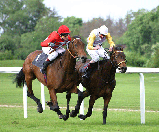 Photo by <a href=file_horse-racing-4.html via Wikimedia</a>. The speed and stamina of modern racing thoroughbreds are the results of extensive artificial selection.