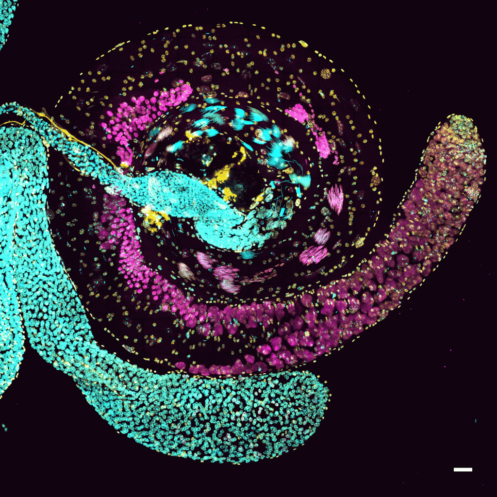 PhadnisLab_DmelTestis