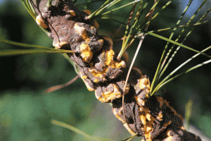 A twig infected with white pine blister rust. Photo by <a href=file_cronartium_ribicola_on_pinus_strobus_abrimaal2013.html Argent via Wikimedia</a>. 