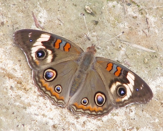 Wild-type <i>Junonia coenia</i>. By Vicki DeLoach via <a href=a_.html width=