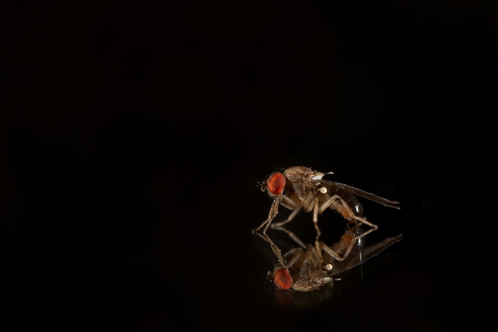 "FlyBook will cover D. melanogaster and more! Pictured: D. affinis male (Unckless et al. 2015) Image Credit: David Duneau