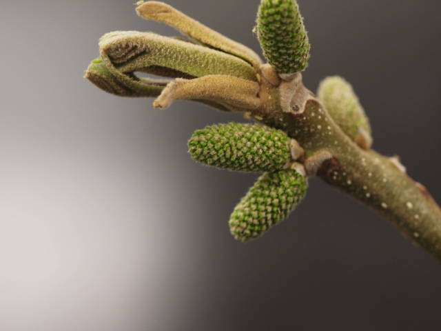 The bud and flower of the butternut.