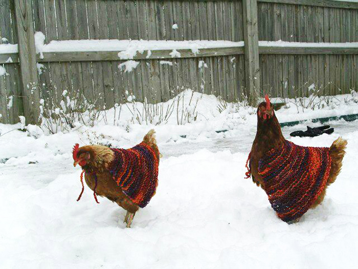 Some chickens are well suited for snowy environments. Photo by MaryEllen and Paul via Flickr. Shared under a CC BY-NC 2.0 license.