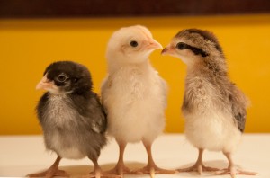 Chicken junglefowl hybrids