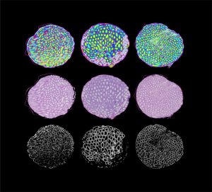 The June cover of G3 features cross sections of testes from the CC lines.