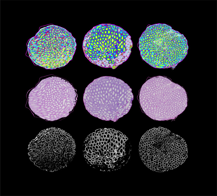 The June cover of G3 features cross sections of testes from the CC lines.