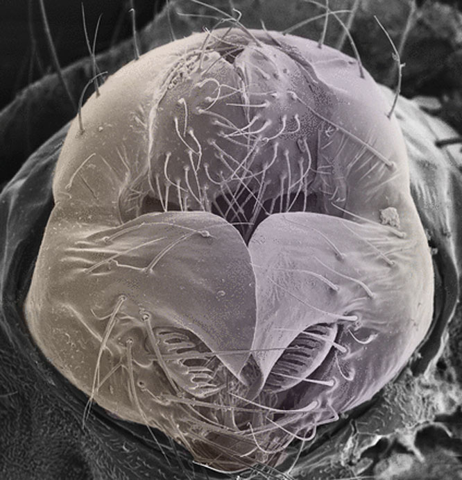 Drosophila genital arch