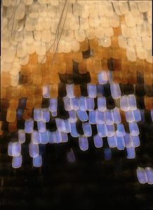 Close-up view of a wild-type Junonia coenia wing eyespot pattern. Photograph by Arnaud Martin.