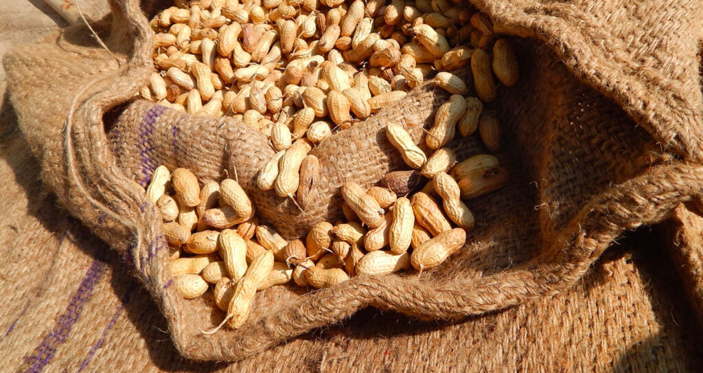 Peanuts in an open burlap sack