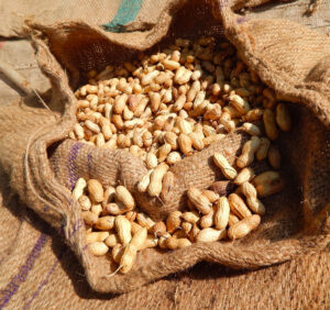 Peanuts in an open burlap sack