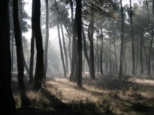 Maritime pine forest