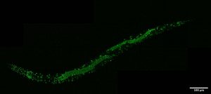 Paraspeckles in C. elegans