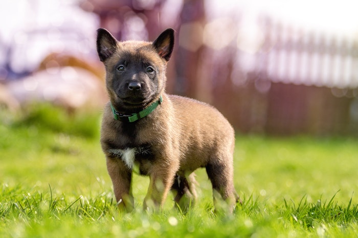 Fawn and Black Belgian Malinois Puppy on Green Grass. Via Pexels.