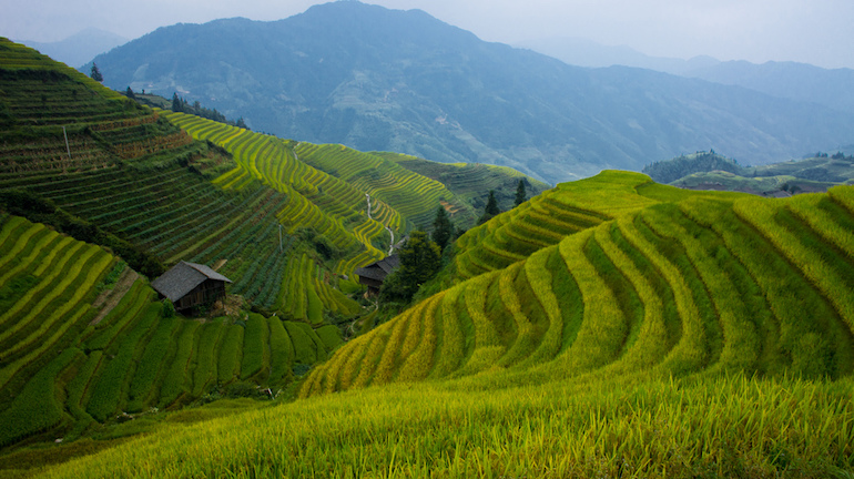 Terraced fields of cultivated rice in China. Photo by oarranzli via Flickr.