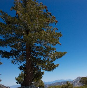 A sugar pine laden with massive cones. Photo by Laura Camp via Flickr.