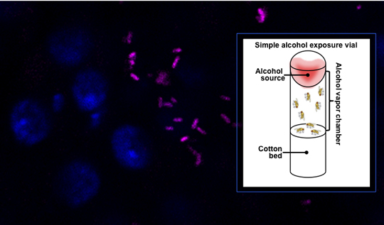 Drosophila gut stained for Lactobacillus brevis (magenta) using fluorescent in situ hybridization (FISH), and for gut cell nuclei (blue). A type of simple alcohol exposure chamber can be used to test for alcohol sensitivity and tolerance in Drosophila. Images courtesy of Scott Keith and Malachi Blundon, McCartney Lab, Carnegie Mellon University.