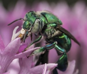 Male orchid bee Euglossa dilemma drinking nectar. Whole genome sequencing efforts by Brand et al. (2891–2898) published in this issue of G3 revealed that E. dilemma has one of the largest genomes known for insects. Image: Thomas Eltz.