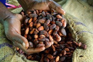 Cocoa farmer David Kebu Jnr holding the finished product, dried cocoa beans ready for export. Image by Irene Scott/AusAID [CC BY 2.0], via Wikimedia Commons.