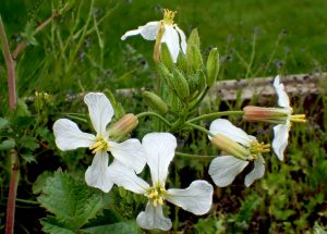 Wild radish flowers. <a href=delayed/photolist-tdn9tt-uywlvc-ojbdso-9d8md5-8az2q8-5gk24v-sgwc4w-ou9x9c-olnlud-uazsxd-olburd-qyhwhq-ojbjeh-qybpxi-phslyw-suuyng-p2z2xp-p2zdgq-p2ziij-olbndo-p2zta1-p2zav8- Brenda Dobbs via Flickr.</a>