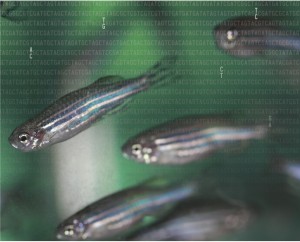 October GENETICS zebrafish cover