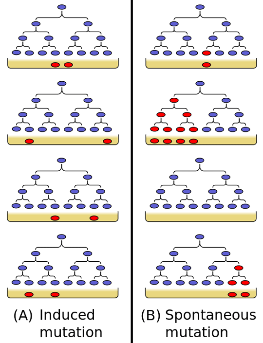 The Luria–Delbrück experiment. (A) If resistance is induced by the presence of the phage in the final, assay plate, independent cultures should yield roughly similar numbers of resistant colonies. (B) If resistance mutations arise spontaneously during the cell divisions prior to plating, the number of resistant colonies will depend on how early in the culture the mutation arose. Image: By Madprime (Own work) [CC0, GFDL (http://www.gnu.org/copyleft/fdl.html), CC-BY-SA-3.0 (http://creativecommons.org/licenses/by-sa/3.0/) or CC BY-SA 2.5-2.0-1.0 (http://creativecommons.org/licenses/by-sa/2.5-2.0-1.0)], via Wikimedia Commons