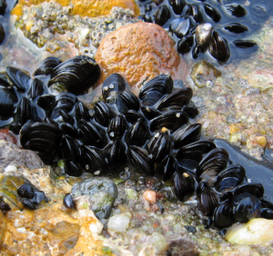 A group of Blue Mussels (Mytilus edulis) in clear water.