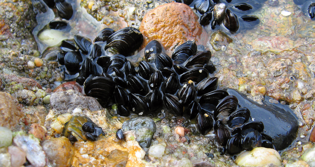 A group of Blue Mussels (Mytilus edulis) in clear water.