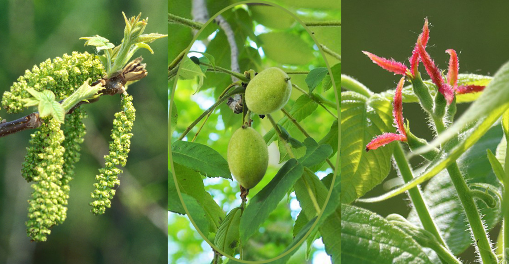 The male and female characteristics of Juglans cinerea, or the butternut, are the left and right image respectively. The center inset image is the fruit of the butternut tree.