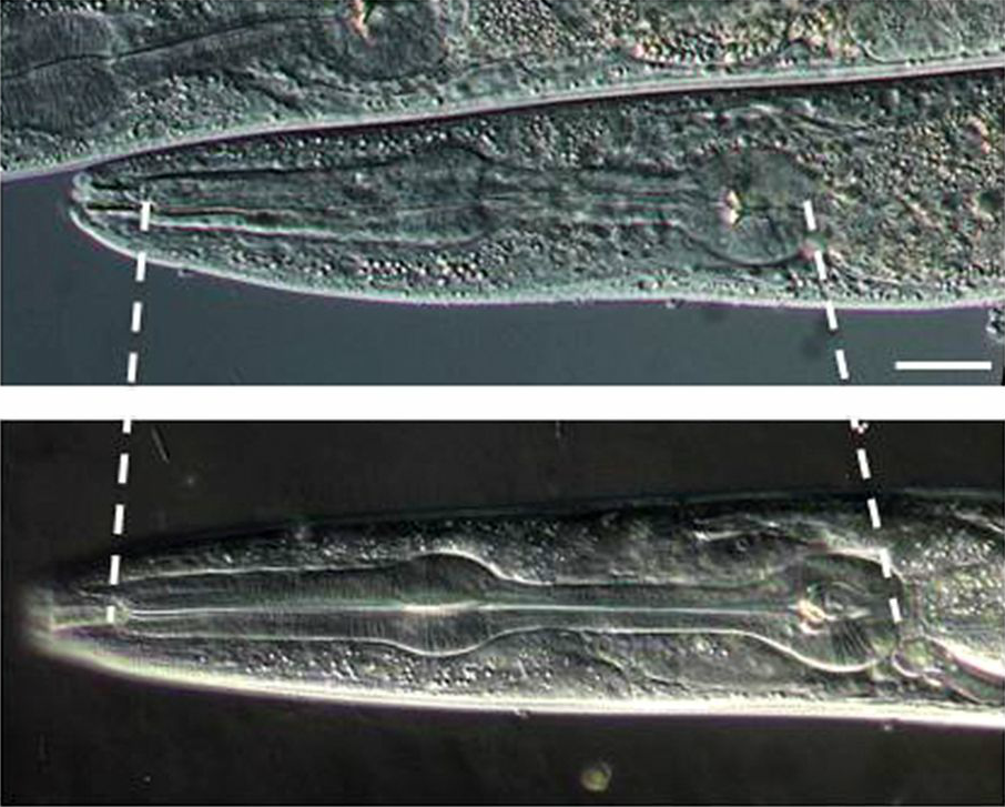 The pharynx in the wild type worm (top) is shorter than the pharynx in the mutant worm (bottom). Image credit: modified from figure 1 in Shibata et al.