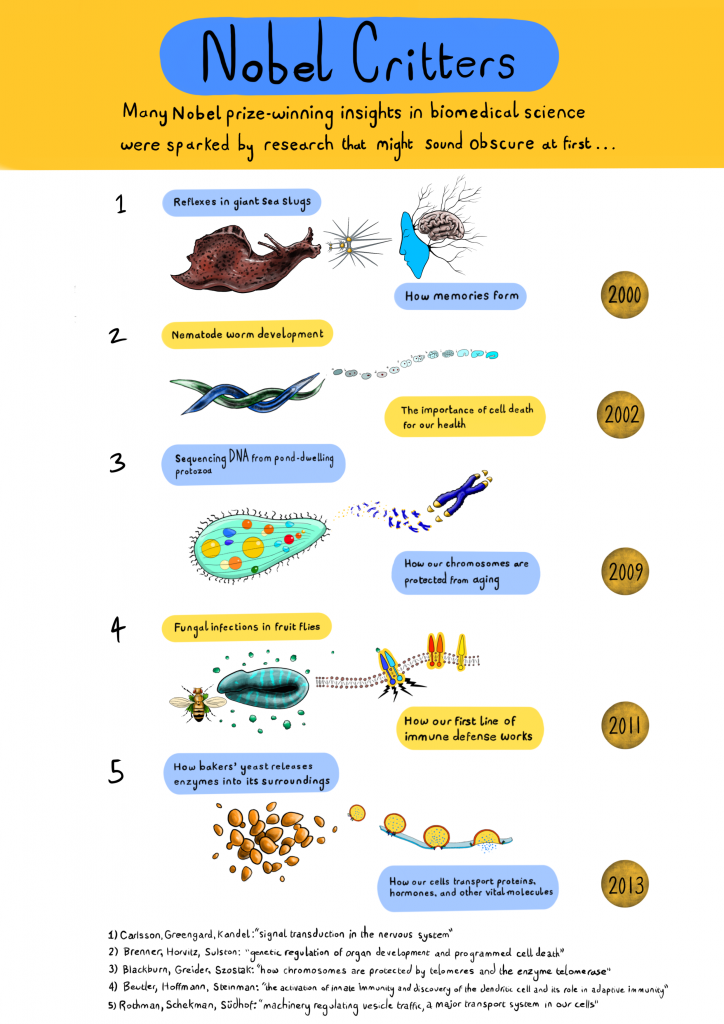  Art by Alex Cagan, <a href=atjcagan.html target="_blank" rel="noopener noreferrer">@</a><a href=atjcagan.html target="_blank" rel="noopener noreferrer">ATJCagan</a>. For more information on these Nobel prize-winning studies see: (1)<em> </em><a href=press.html target="_blank" rel="noopener noreferrer"><em>Aplysia </em>sea slugs</a>, (2) <a href=press-2.html target="_blank" rel="noopener noreferrer"><em>Caenorhabditis elegans</em> worms</a>,  (3)<em> </em><a href=press-3.html target="_blank" rel="noopener noreferrer"><em>Tetrahymena</em> </a><a href=press-3.html target="_blank" rel="noopener noreferrer">ciliates</a>, (4) <a href=press-4.html target="_blank" rel="noopener noreferrer"><em>Drosophila melanogaster </em>fruit flies</a>,  (5)<em> </em><a href=press-3.html target="_blank" rel="noopener noreferrer"><em>Saccharomyces cerevisiae</em> yeast</a> </span><span style="font-weight: 400;"> </span><span style="font-weight: 400;">