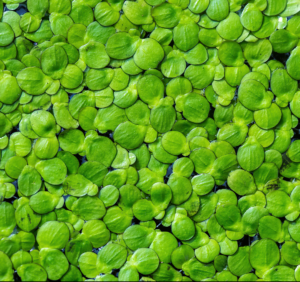 Lemna Minor, the common duckweed