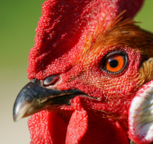 A zoomed in photo of the eye and beak of a bright red gamecock against a neutral background.