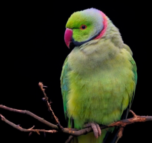 A rose-ringed parakeet, one of three parrot species used in the study.