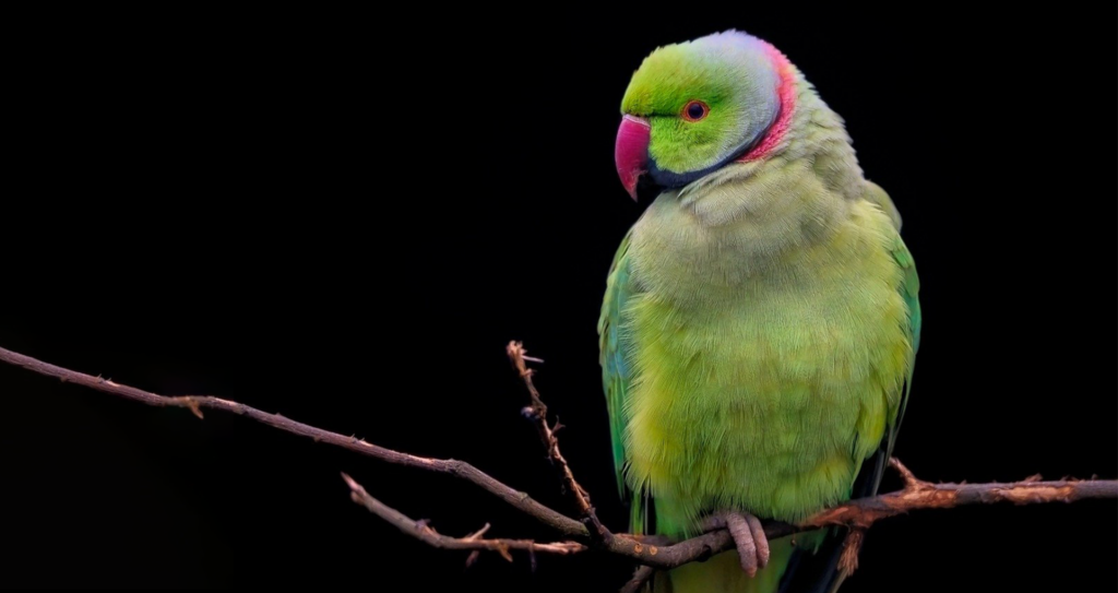 A rose-ringed parakeet, one of three parrot species used in the study.