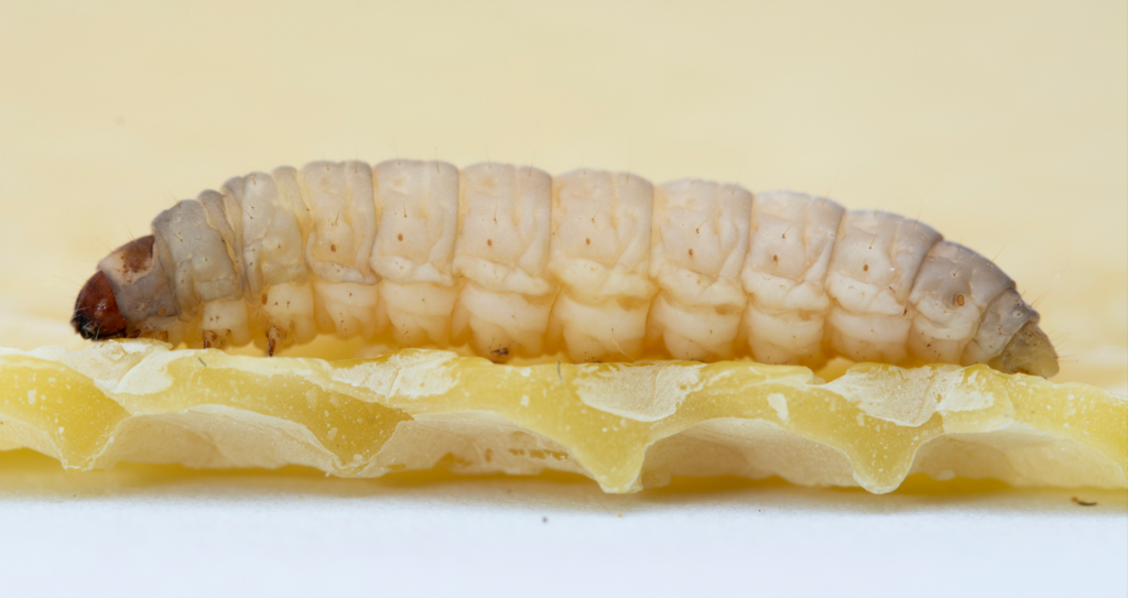 Galleria mellonella larvae, a honeybee pest, can digest different types of plastic. Larva Stock photos by Vecteezy