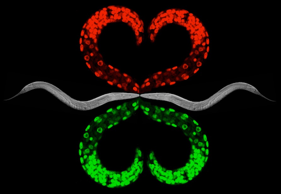 C. elegans art by Ahna Skop and Tri Nguyen.