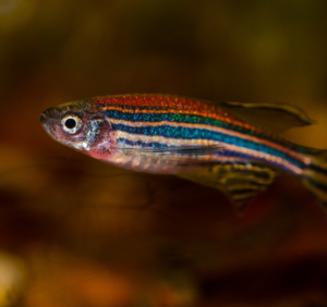 Close up of an adult zebrafish with blue and white stripes in an aquarium with red lighting.